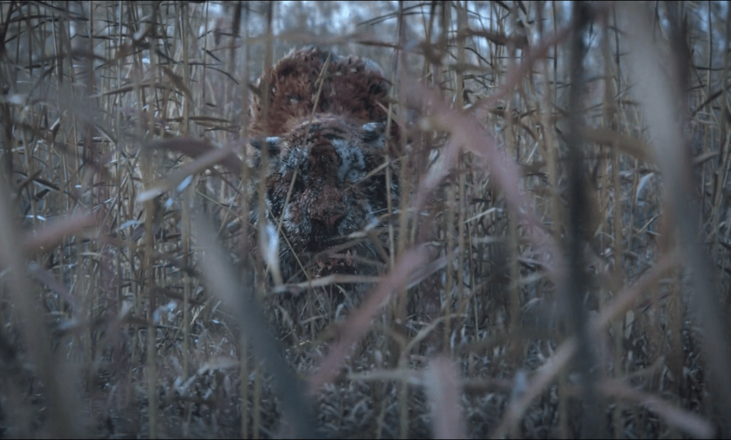 Tigre zumbi - Especial Ashin do norte